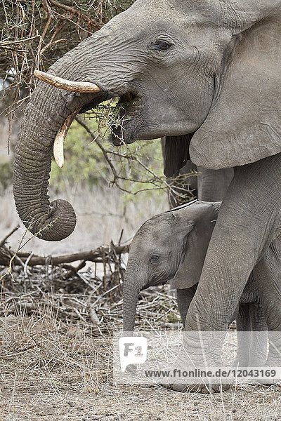 Afrikanischer Elefant (Loxodonta africana)  Jungtier und Mutter  Kruger National Park  Südafrika  Afrika