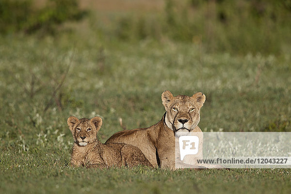 Löwenbaby (Panthera leo) und seine Mutter  Ngorongoro-Krater  Tansania  Ostafrika  Afrika
