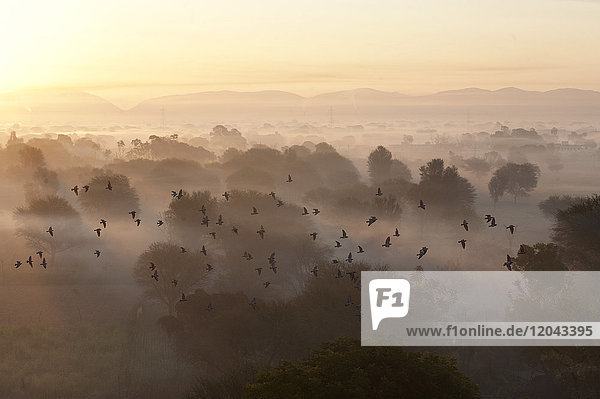 Ein Vogelschwarm fliegt über einer stimmungsvollen  nebligen Morgenlandschaft mit Bäumen und Hügeln um Samode  Rajasthan  Indien  Asien