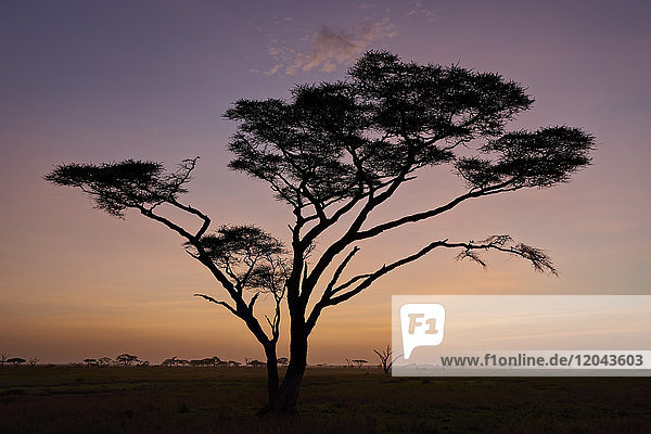 Akazienbaum in der Morgendämmerung  Serengeti-Nationalpark  Tansania  Ostafrika  Afrika