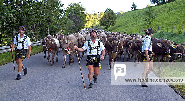 Viehscheid  the Annual Driving down of the Cattle from the summer mountain pastures into the valley  Schoellang  Allgau  Bavaria  Germany  Europe