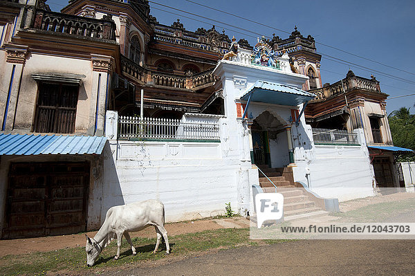 Kuh auf der Weide vor einem großen alten Chettinad Herrenhaus  Chettinadu  Tamil Nadu  Indien  Asien