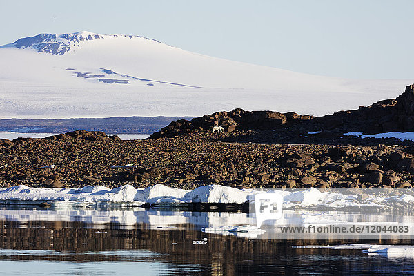 Eisbär (Ursus maritimus)  Spitzbergen  Svalbard  Arktis  Norwegen  Europa