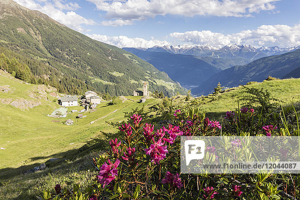 Rhododendren und Alpendorf  Alp San Romerio  Brusio  Kanton Graubünden  Poschiavo-Tal  Schweiz  Europa