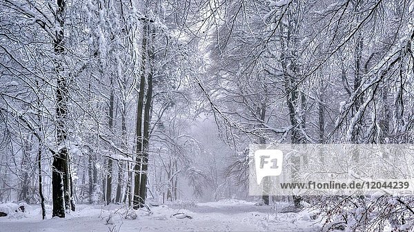 Wald im Winter  Erbeskopf  816m  Naturpark Saar-Hunsrück  Rheinland Pfalz  Deutschland  Europa