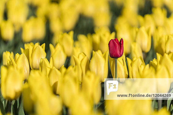 Einzelne rote Tulpe in einem Feld mit gelben Tulpen  Yersekendam  Provinz Zeeland  Niederlande  Europa