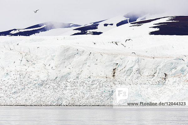 Schwarzschenkel-Möwen (Rissa)  Hornbreen-Gletscher  Spitzbergen  Svalbard  Arktis  Norwegen  Europa