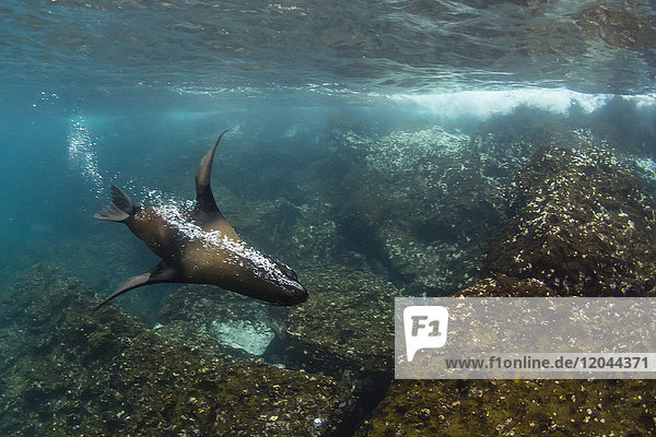 Galapagos-Pelzrobbe (Arctocephalus galapagoensis) unter Wasser auf der Insel Santiago  Galapagos  Ecuador  Südamerika