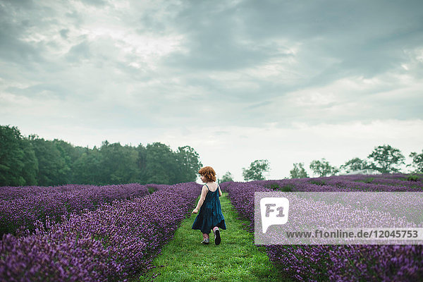 Toddler between rows of lavender  Campbellcroft  Canada