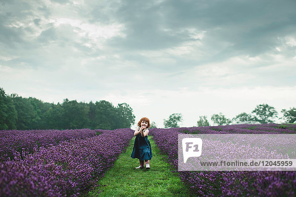 Kleinkind zwischen Reihen von Lavendel,  Campbellcroft,  Kanada
