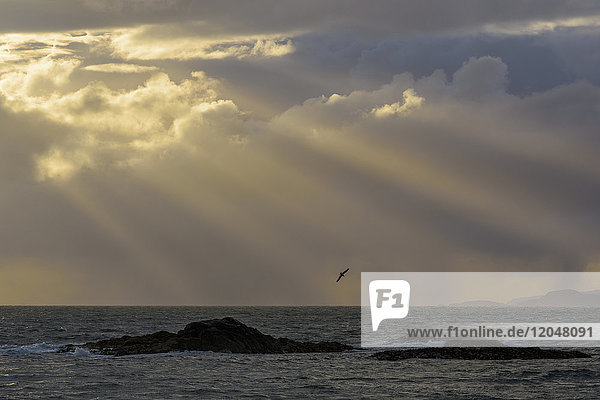 Schottische Küste bei Sonnenuntergang mit Sonnenstrahlen und Seevögeln  die über das Meer bei Mallaig in Schottland  Vereinigtes Königreich  fliegen