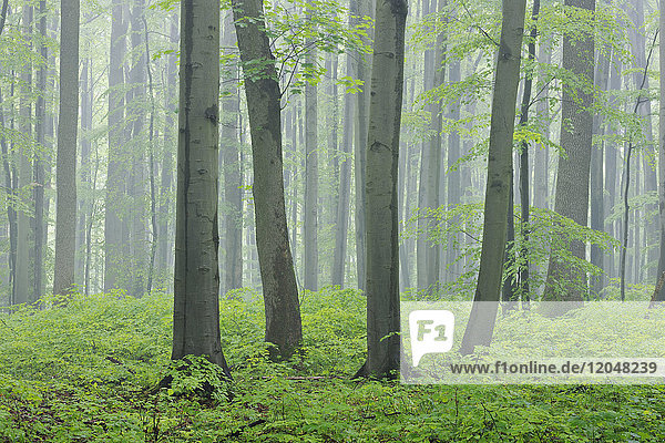Frühlingsbuchenwald mit üppig grünem Laub im Nationalpark Hainich in Thüringen  Deutschland