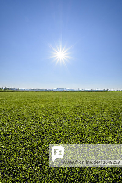 Green Grass with Blue Sky and Sun Gunzenhausen Weissenburg-Gunzenhausen Bavaria Germany