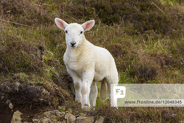 Porträt eines Lamms im Frühling in Dunvegan auf der Isle of Skye in Schottland  Vereinigtes Königreich