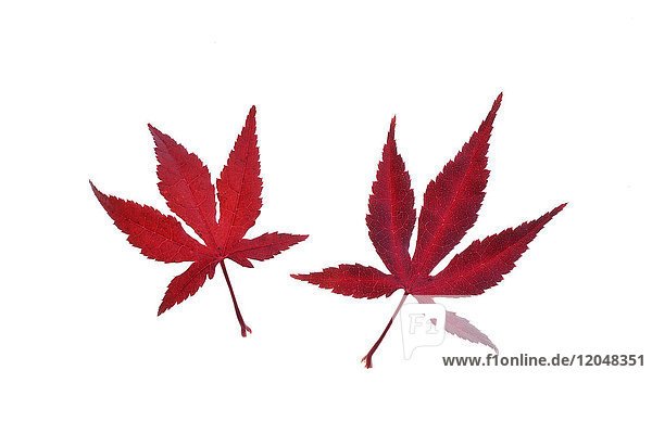 Two red autumn leaves of Japanese Maple (Acer palmatum) on a white background Germany