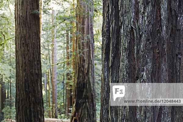 Nahaufnahme von Redwood-Baumstämmen in einem Wald in Nordkalifornien  USA