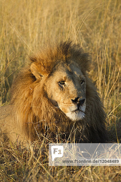 Porträt eines afrikanischen Löwen (Panthera leo)  der im Gras liegt und in die Ferne schaut  im Okavango-Delta in Botswana  Afrika