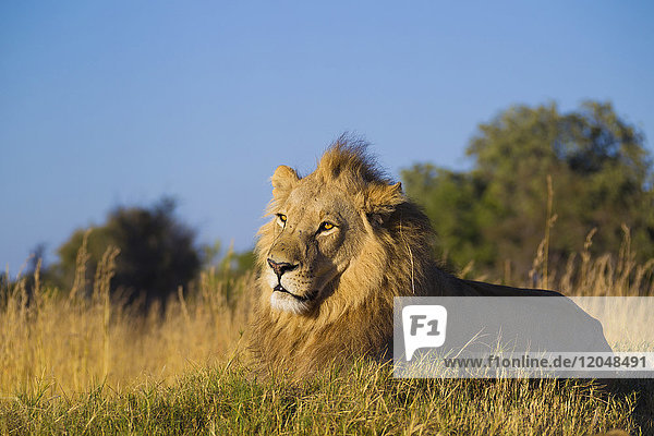 Porträt eines im Gras liegenden afrikanischen Löwen (Panthera leo) im Okavango-Delta in Botswana  Afrika