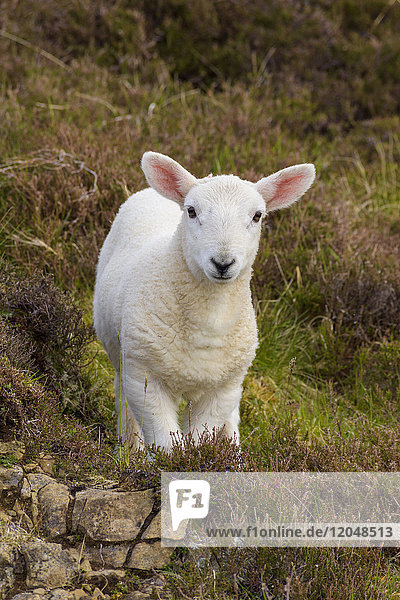 Nahaufnahme eines Lammes im Frühling in Dunvegan auf der Isle of Skye in Schottland  Vereinigtes Königreich