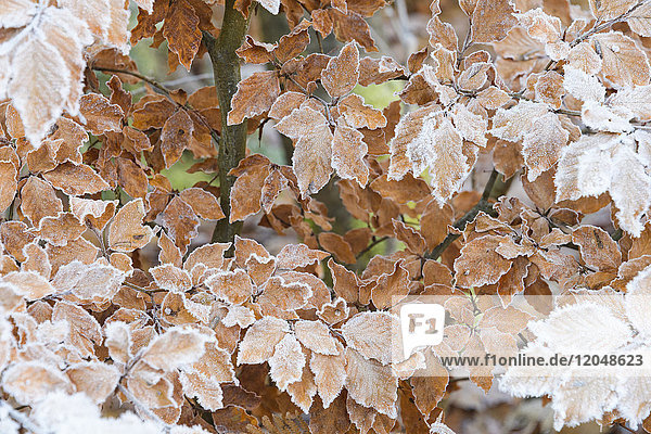 Close-up of beech tree leaves in autumn covered with rime in the Odenwald hills in Bavaria Germany