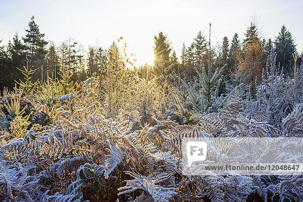 Autumn forest with morning sun and rime covering the plants in the Odenwald hills in Bavaria Germany