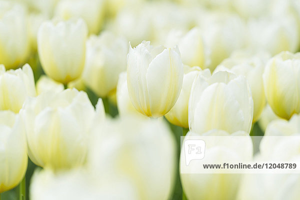 Nahaufnahme von weißen Tulpen im Frühling in den Keukenhof-Gärten in Lisse  Südholland in den Niederlanden