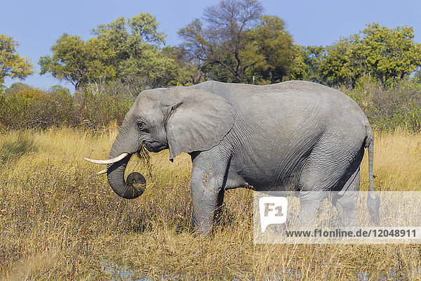 Profil eines afrikanischen Elefanten (Loxodonta africana) beim Fressen von Gras im Okavango-Delta in Botsuana  Afrika