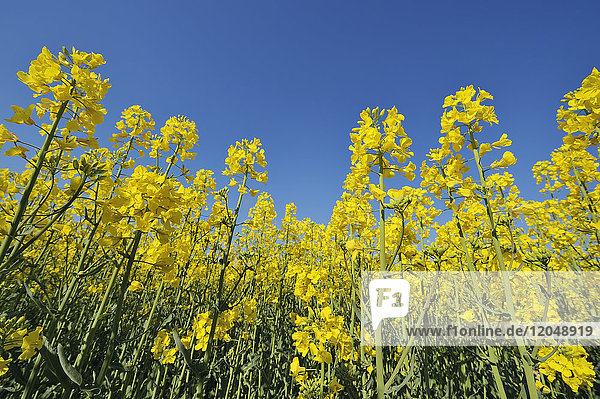 Niedriger Winkel von Canoola (Brassica napus) Blumen im Feld gegen einen klaren blauen Himmel in Bayern  Deutschland