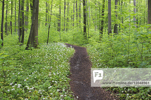 Wanderweg durch einen Frühlingsbuchenwald mit Bärlauch (Allium ursinum) und üppigem Laub im Nationalpark Hainich,  Thüringen,  Deutschland