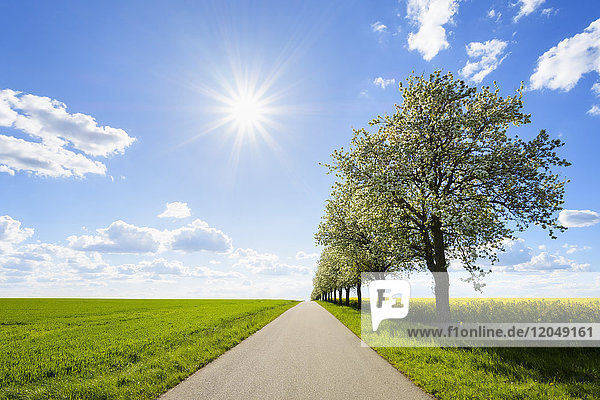 Landstraße mit Birnbaumreihe und Sonne im Frühling  Spielbach  Baden-Württemberg  Deutschland