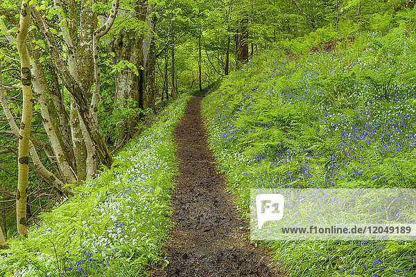 Weg durch einen Frühlingswald mit Bärlauch und Glockenblumen in der Nähe von Armadale auf der Isle of Skye in Schottland  Vereinigtes Königreich