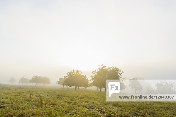 Landschaft mit Apfelbäumen auf den Feldern und der Sonne  die durch den Morgennebel leuchtet  in Großheubach in Bayern  Deutschland