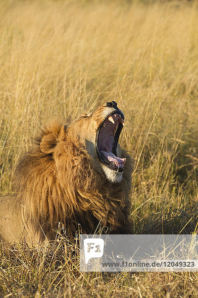 Afrikanischer Löwe (Panthera leo)  der im Gras liegt und gähnt  im Okavango-Delta in Botswana  Afrika