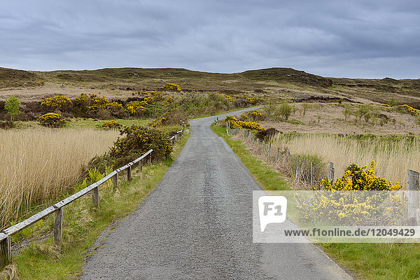 Straße mit Ginsterbüschen im Frühjahr im Dorf Dunvegan auf der Isle of Skye in Schottland  Vereinigtes Königreich