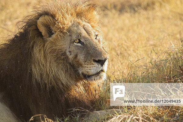 Porträt eines afrikanischen Löwen (Panthera leo)  der im Gras liegt und in die Ferne schaut  im Okavango-Delta in Botswana  Afrika
