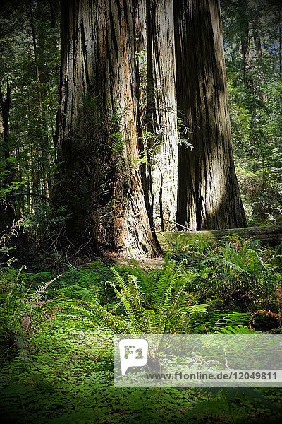 Close-up of redwood tree trunks and vegetation on forest floor in Northern California  USA