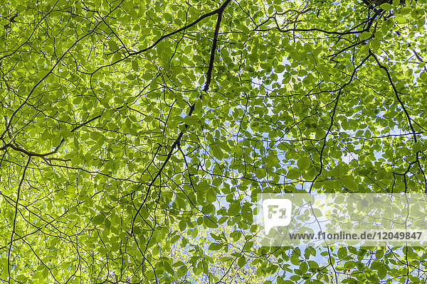 Frische grüne Lindenblätter im Frühling auf der Isle of Skye in Schottland  Vereinigtes Königreich
