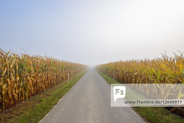 Field road through cornfield with morning mist in autumn in te community of Grossheubach in Bavaria Germany