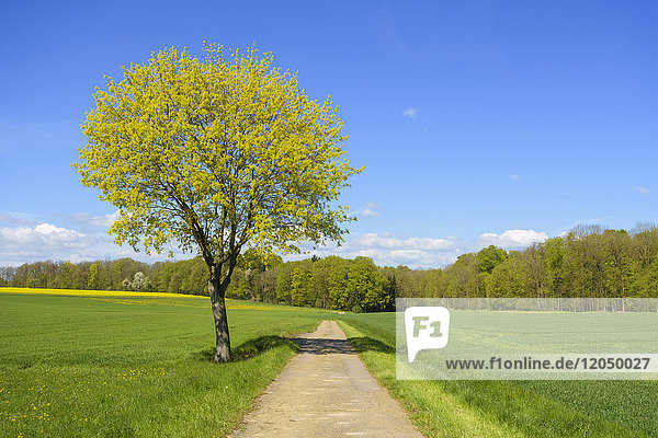 Feld mit Weg und Ahornbaum im Frühling  Lichtel  Baden-Württemberg  Deutschland