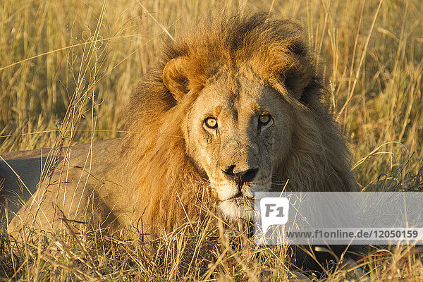 Porträt eines afrikanischen Löwen (Panthera leo)  der im Gras liegt und in die Kamera schaut  im Okavango-Delta in Botswana  Afrika