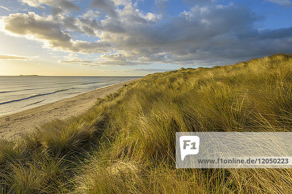 Dünengras auf Sanddünen am Strand bei Sonnenaufgang an der Nordsee bei Bamburgh in Northumberland  England  Vereinigtes Königreich