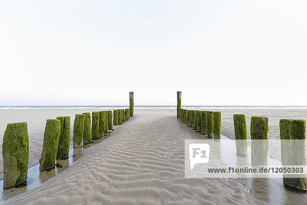 Moosbewachsener hölzerner Wellenbrecher am Sandstrand bei Ebbe  Domburg  Nordsee  Zeeland  Niederlande