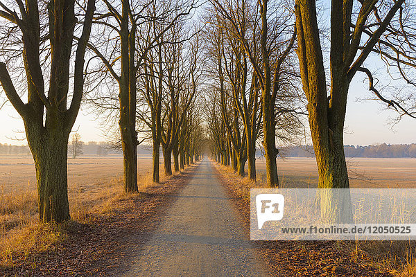 Chestnut tree-lined road in early morning light in February in Hesse  Germany