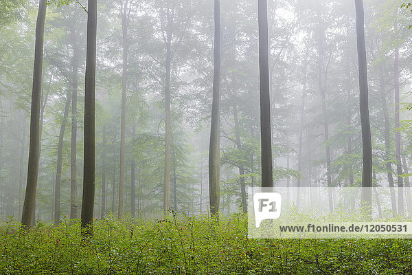 Buchenwald mit Unterholz an einem nebligen Morgen im Naturpark im Spessart in Bayern  Deutschland