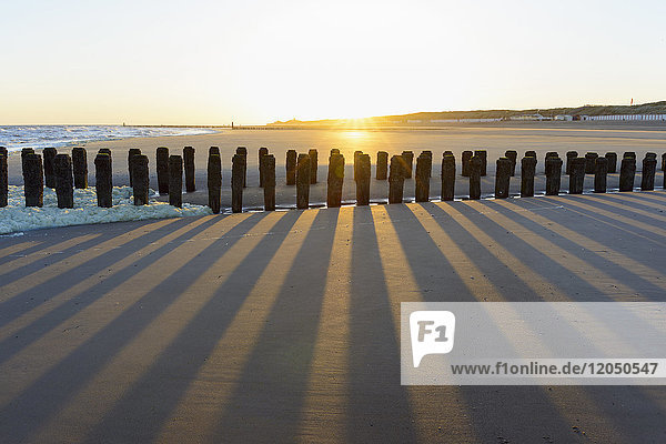 Wooden Breakwater on Sandy Beach at Low Tide at Sunrise Domburg North Sea Zeeland Netherlands