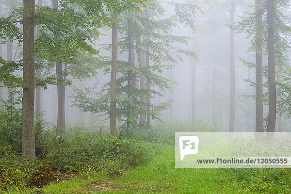 Buchenwald mit Unterholz und einer grasbewachsenen Lichtung an einem nebligen Morgen im Naturpark Spessart  Bayern  Deutschland