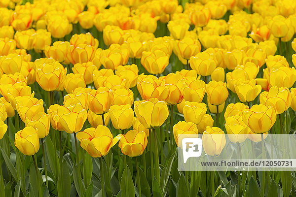 Gelbe Tulpen in Rot im Keukenhof-Garten im Frühling in Lisse  Südholland in den Niederlanden