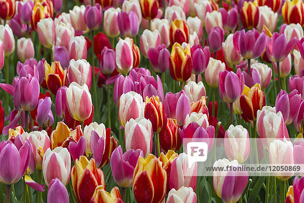 Nahaufnahme von farbenfrohen  bunten Tulpen im Frühling in den Keukenhof-Gärten in Lisse  Südholland in den Niederlanden