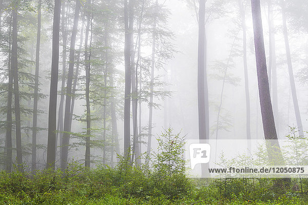 Buchenwald mit Unterholz an einem nebligen Morgen im Naturpark Spessart in Bayern  Deutschland
