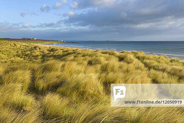 Dune grass along the beach at Bamburgh with the North Sea in Northumberland  England  United Kingdom